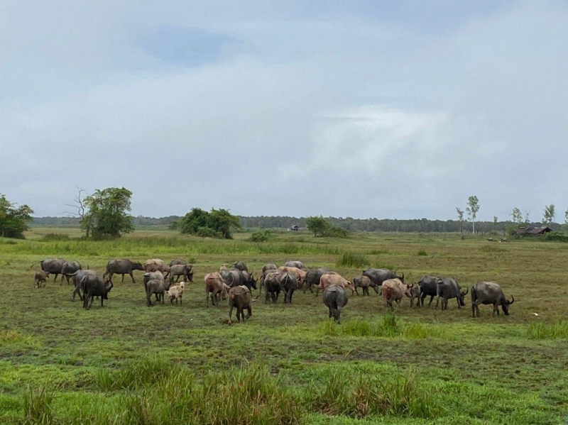 FAOประกาศให้“การเลี้ยงควายปลักในพื้นที่ชุ่มน้ำทะเลน้อย