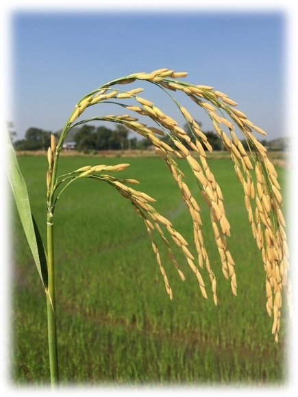 มารู้จักข้าว กข85 ให้ผลผลิตสูง คุณภาพการสีมาก
