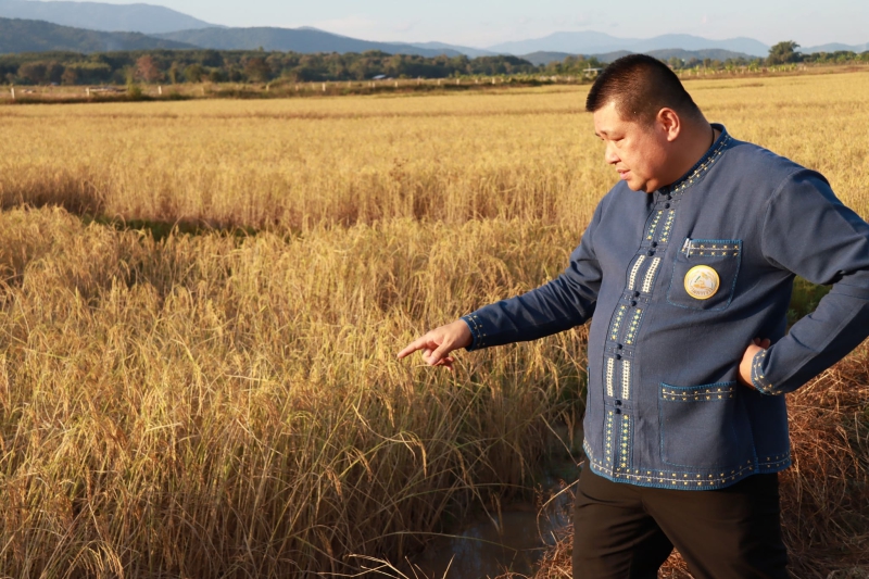 กรมข้าวชวนพี่น้องชาวอีสาน