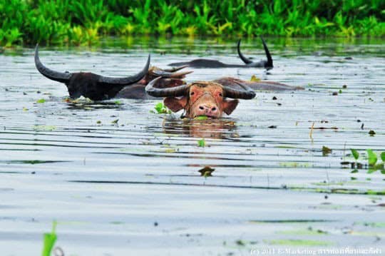 ครั้งแรกของประเทศไทย