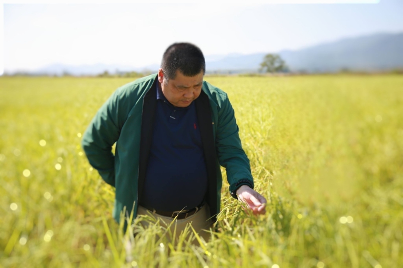 กรมข้าวเผยขั้นตอนรับรองพันธุ์