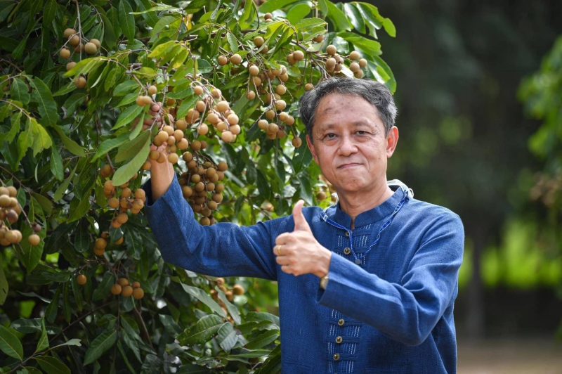 ด่วน!มาเลเซียยกระดับมาตรการควบคุมการนำเข้าผลลำไยสดจากไทย