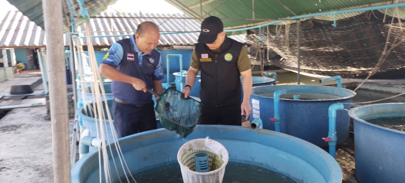 ฉก.พญานาคราชจับกุมปลาสวยงาม(ปลาตะพัด)