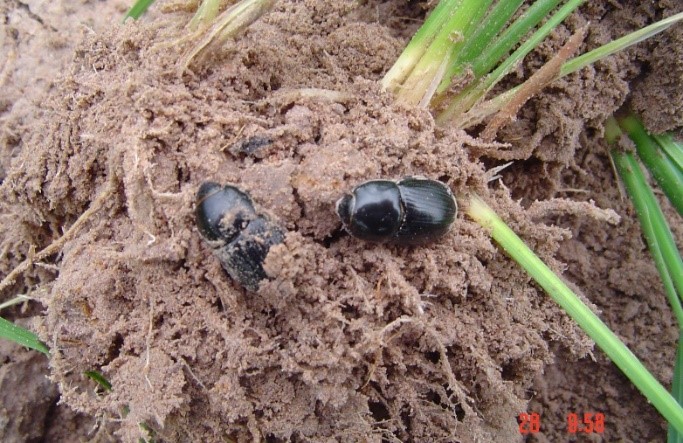 กรมการข้าวเตือนด้วงดำระบาดนาภาคอีสาน
