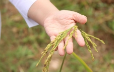 กรมการข้าวห่วง“ข้าววัชพืช”ระบาดหนักภาคอีสาน