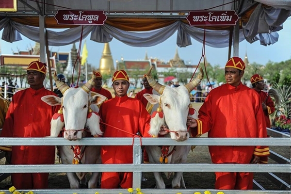 พระโคสำรอง